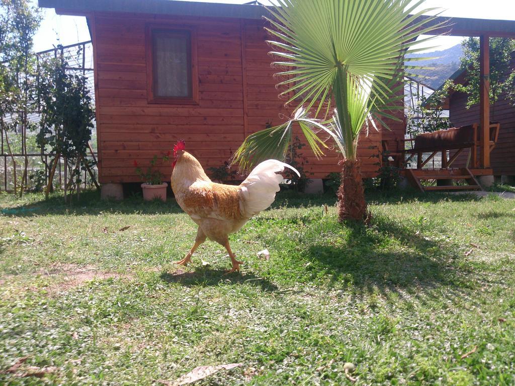 Sera Pansiyon Cirali Exterior foto