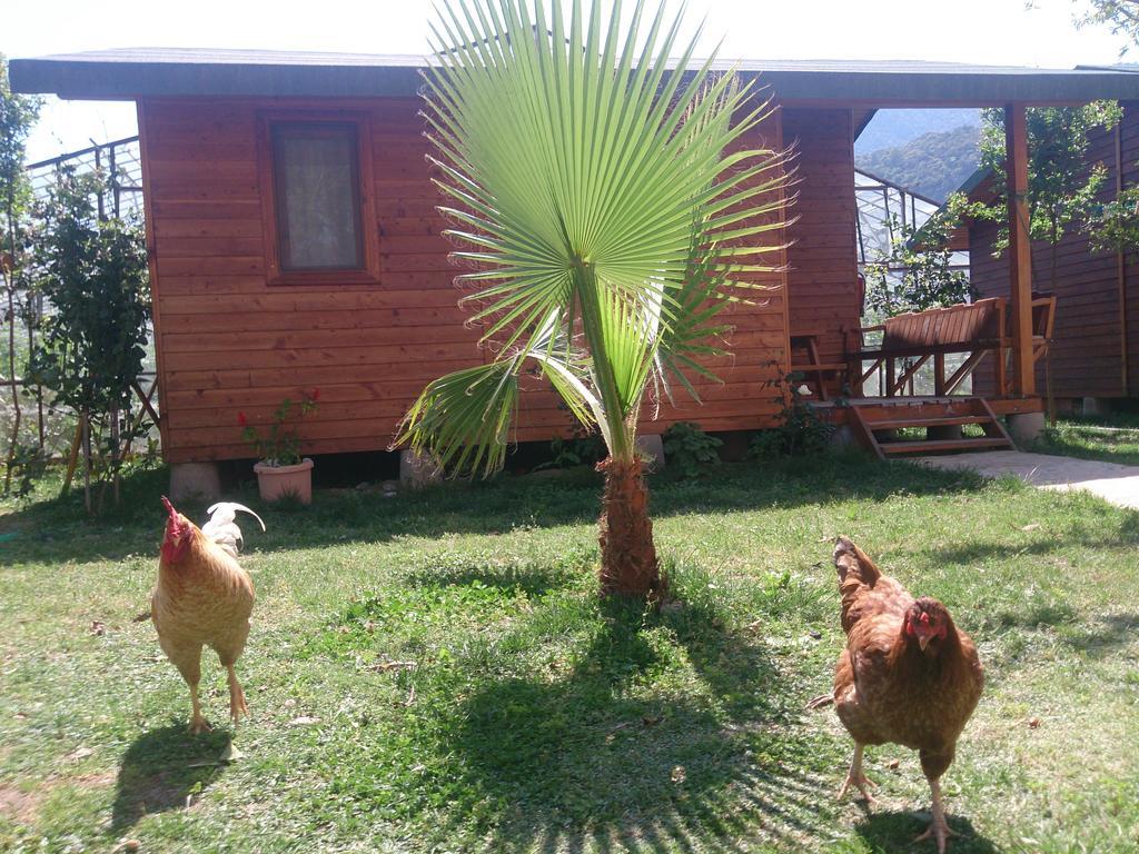 Sera Pansiyon Cirali Exterior foto